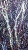 _DSC4844-Edit-Orton