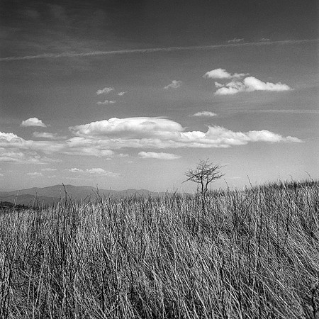 Rollei-WolfLaurel2025_10