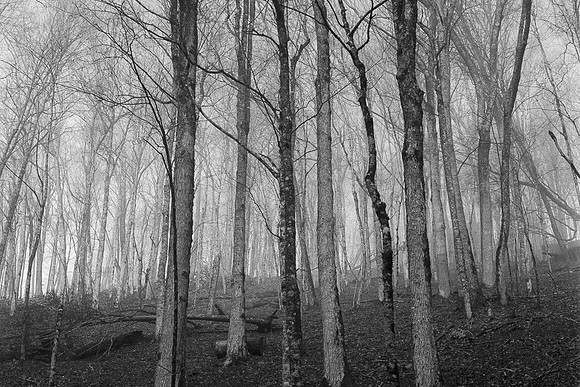 Rollei-WolfLaurel2025_34