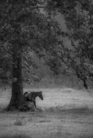DSC_9186-Edit-Edit