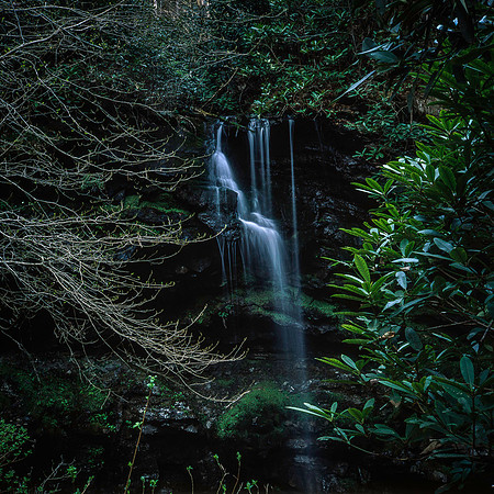 RolleiGumSwamp_10
