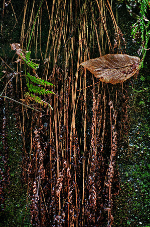DSC_1646_HDR