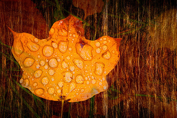 DSC_8949 copy-Edit-2
