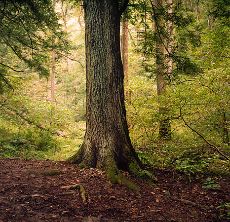 Rollei_HockingHills_08-2